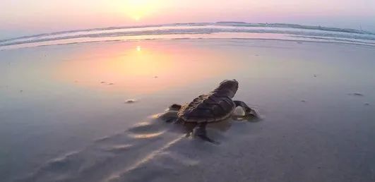 尊龙时凯·Z6(中国区)人生就是拼搏!